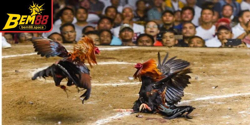 Trải nghiệm đá gà BEM88 chuyên nghiệp