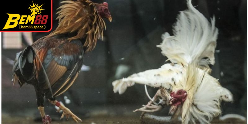 BEM88 cung cấp nhiều trận đá gà cựa sắt kịch tính
