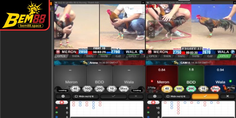 Đá gà BEM88 đa dạng cửa cược thú vị