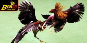 Chiến kê không thể đứng vững sẽ bị tính thua