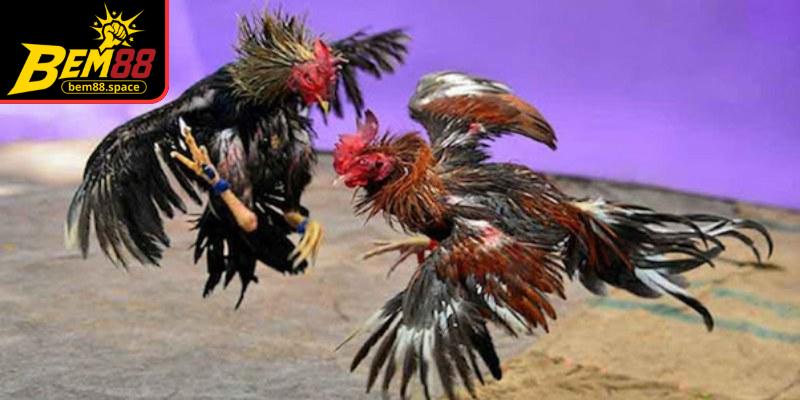 Đá gà Campuchia tại BEM88 luôn là lựa chọn ưa thích của tuyển thủ chuyên nghiệp