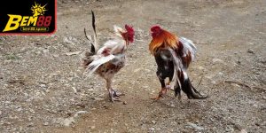 Điều chỉnh linh hoạt theo tình huống sẽ giúp người chơi nắm lợi thế