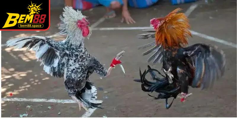 Đá gà cựa dao đòi hỏi sự linh hoạt trong từng bước di chuyển