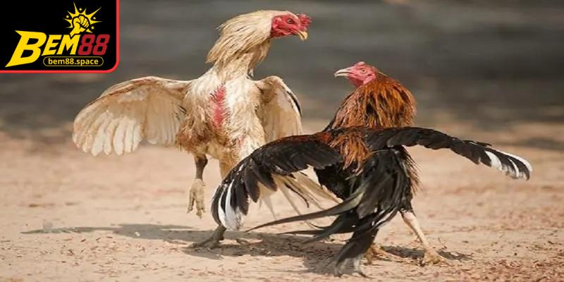 Phân tích đối thủ giúp đưa ra quyết định đúng lúc