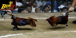 Đá gà cựa sắt sử dụng cựa bằng kim loại nhọn, giúp trận đấu diễn ra nhanh