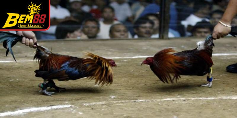 Đá gà cựa sắt sử dụng cựa bằng kim loại nhọn, giúp trận đấu diễn ra nhanh