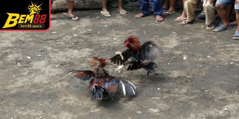 Phân bổ ngân sách hợp lý để tham gia lâu dài