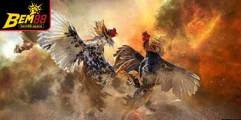 Đá gà online tại BEM88 luôn là lựa chọn hàng đầu của các tuyển thủ