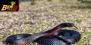 Nằm mơ thấy rắn đen xuất hiện tượng trưng cho những nguy cơ tiềm ẩn