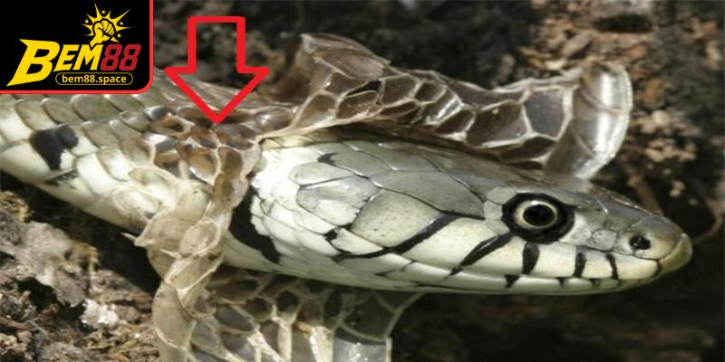 Nằm mơ thấy rắn lột da báo hiệu cho sự làm mới bản thân, chuyển mình trong cuộc sống