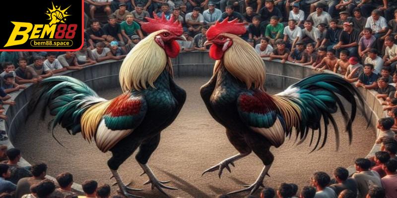 Sử dụng các công cụ hỗ trợ tăng trải nghiệm kịch tính khi theo dõi