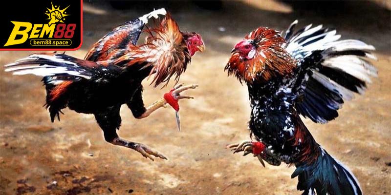 Hình ảnh và video trực tiếp sắc nét