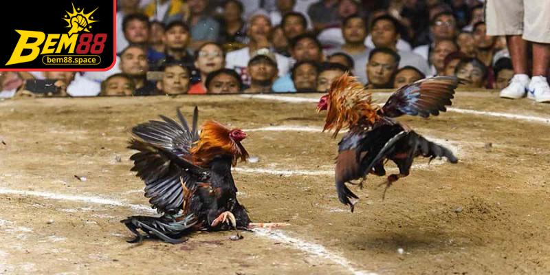 Xem đá gà trực tiếp Thomo mang lại cảm giác hồi hộp và thú vị